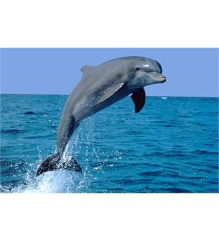 تور قشم نوروز 96